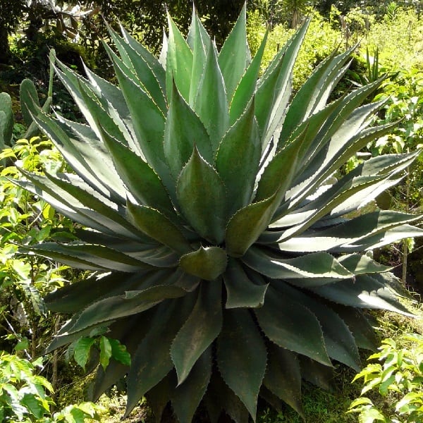 agave hurteri