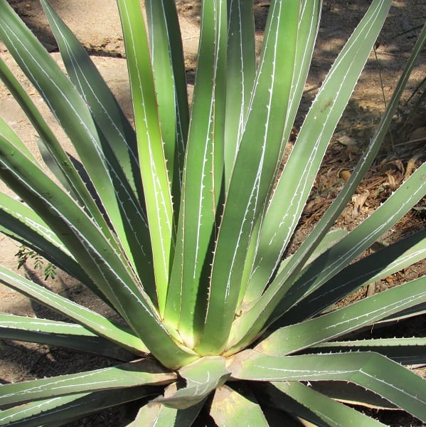 agave impressa