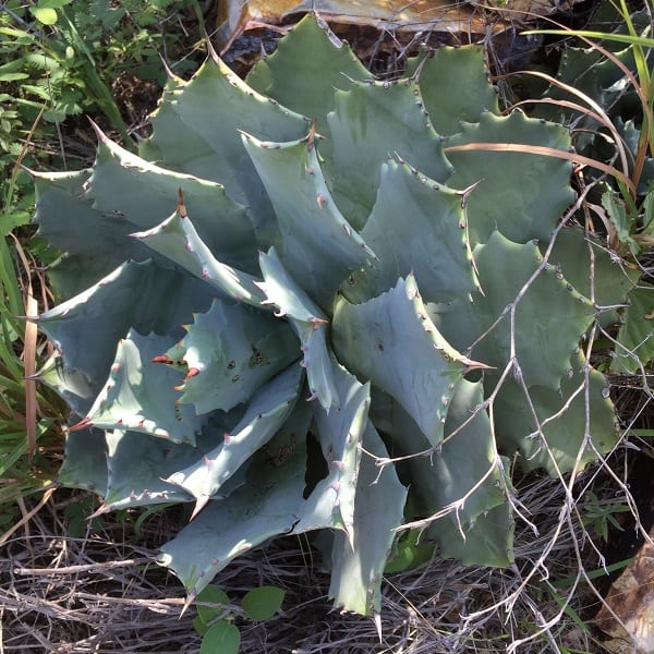 agave isthmensis