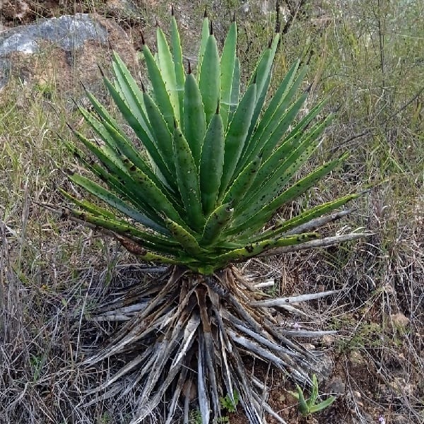 agave karwinskii