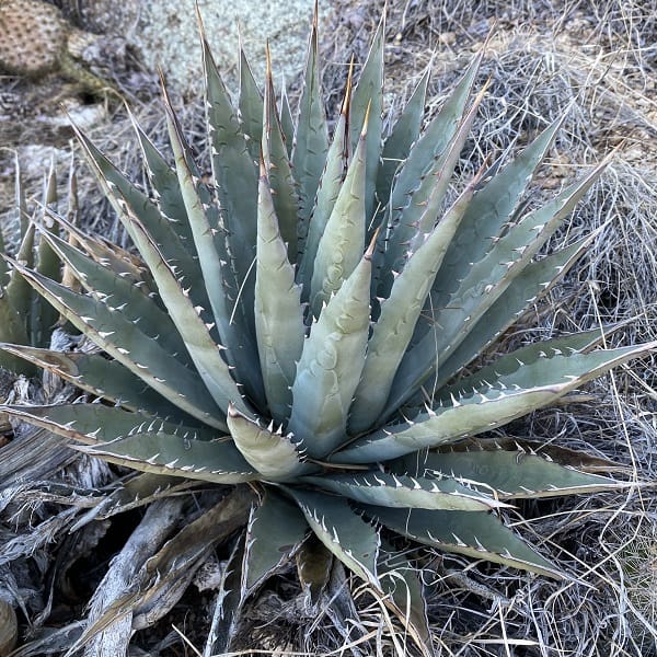 agave mckelveyana