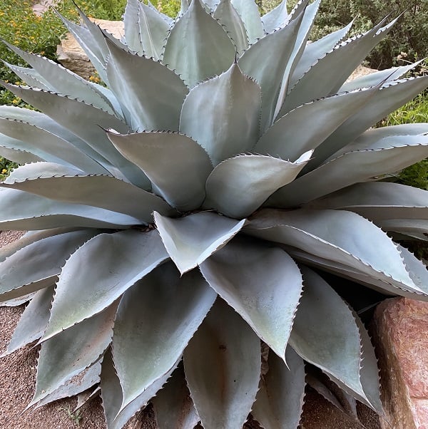 agave ovatifolia