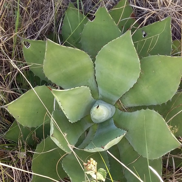 agave pachycentra