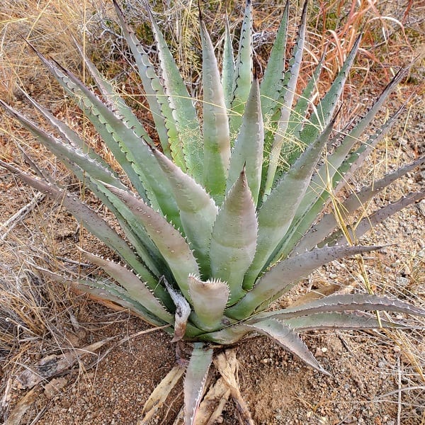 agave palmeri