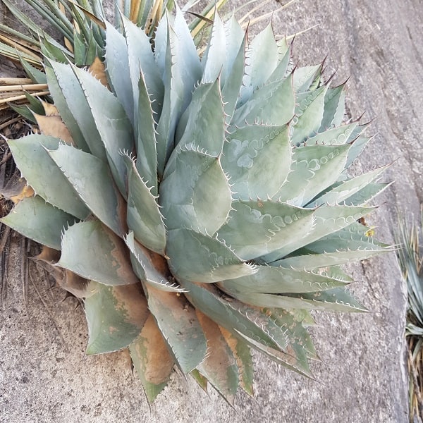 agave parrasana