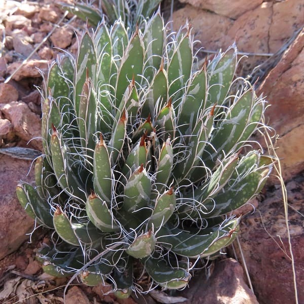 agave parviflora