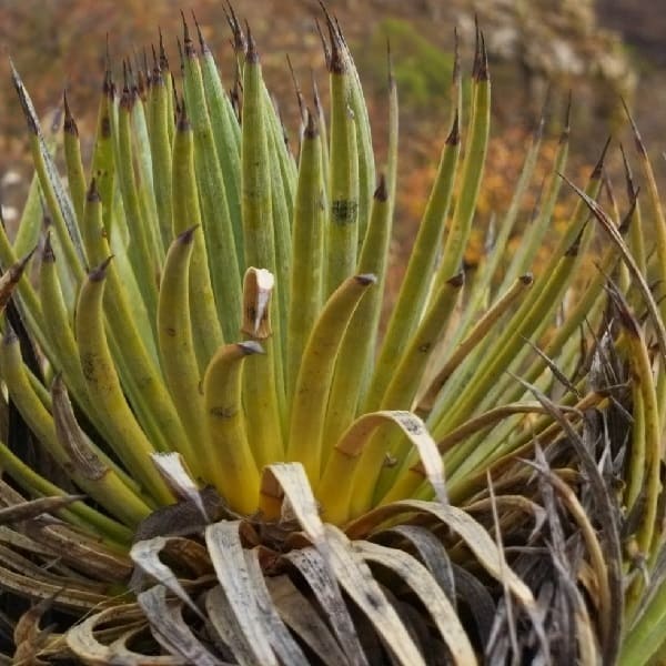 agave rzedowskiana