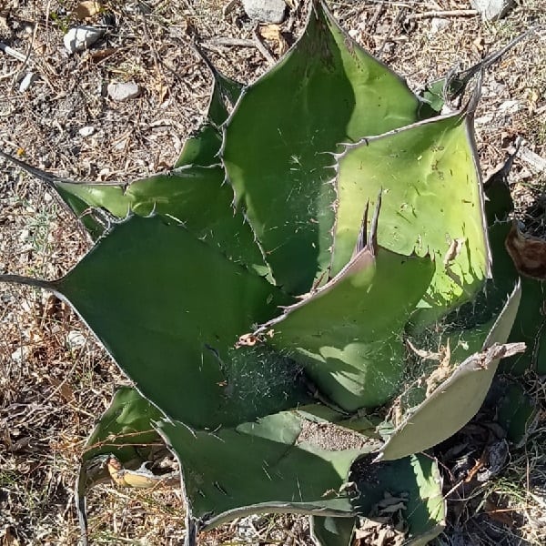 agave salmiana