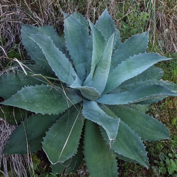 agave seemanniana