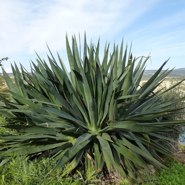 agave sisalana