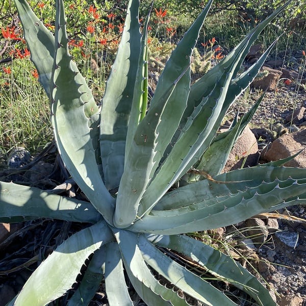 agave sobria