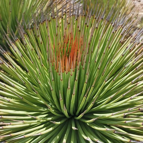 agave striata