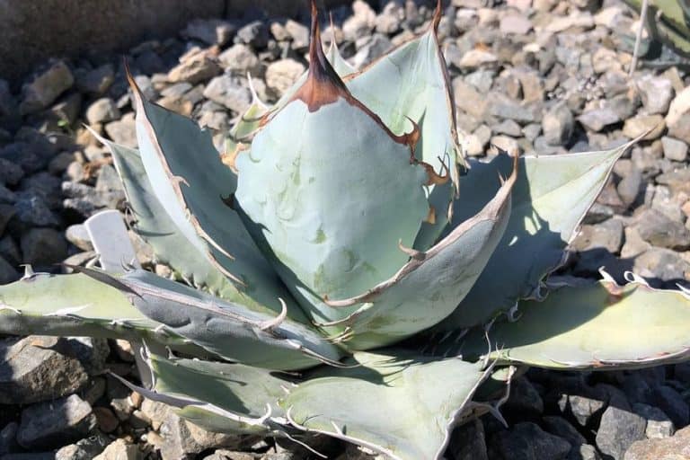 agave titanota white ice: care and propagation guide