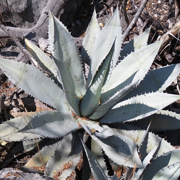 agave titanota