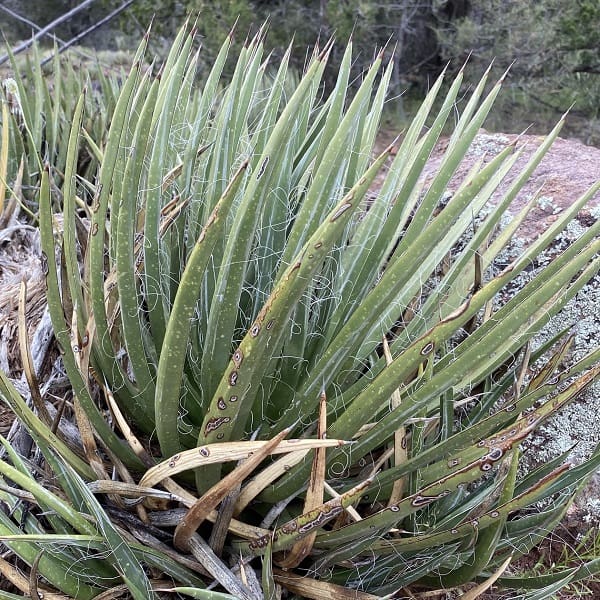 agave toumeyana