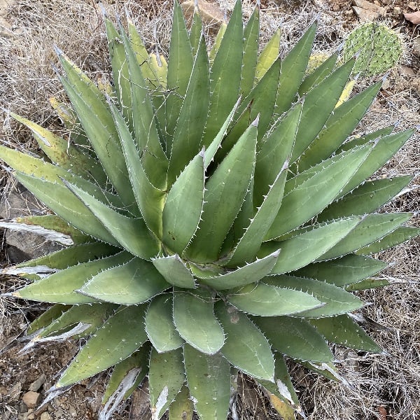 agave triangularis