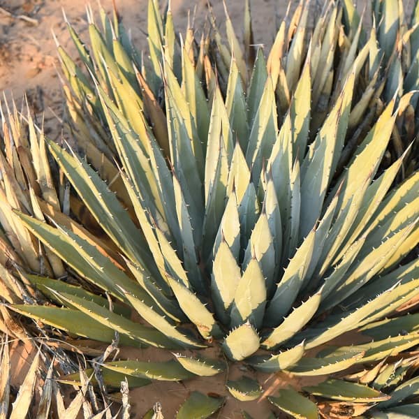 agave utahensis