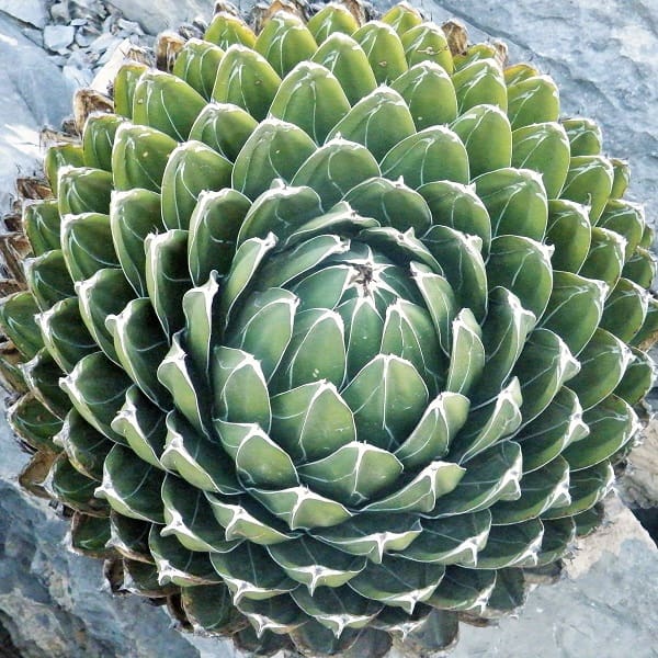 agave victoriae reginae