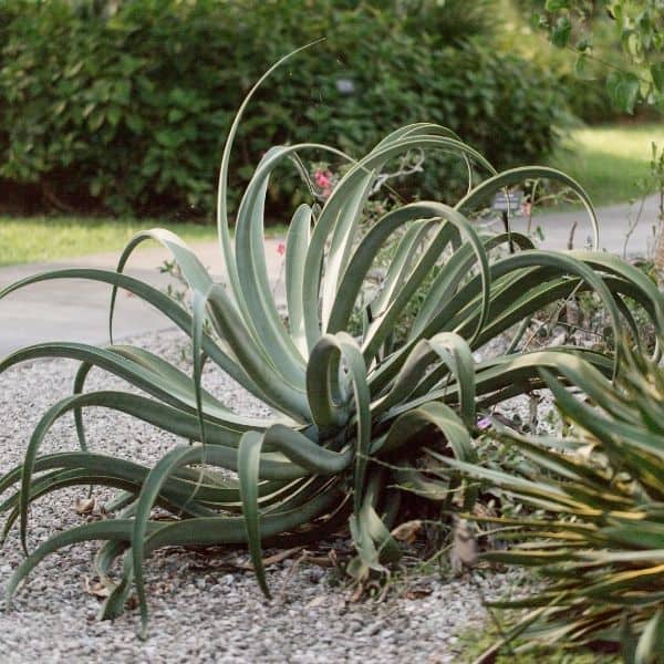 agave vilmoriniana