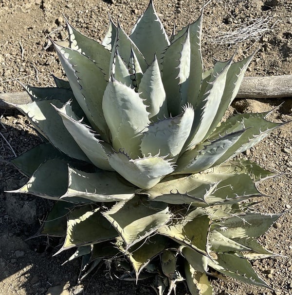 agave vizcainoensis