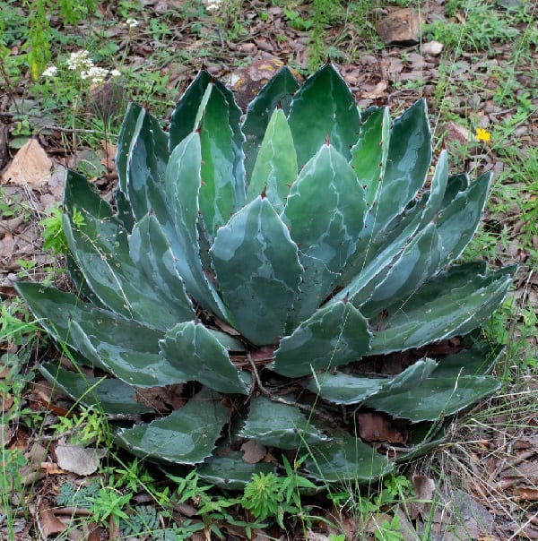 agave wocomahi