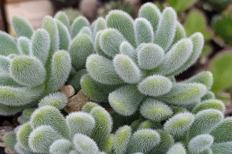 Sedum hintonii