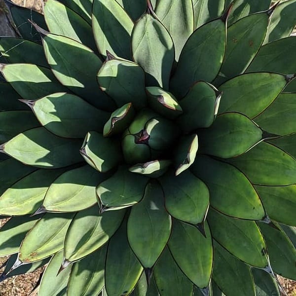 agave little shark