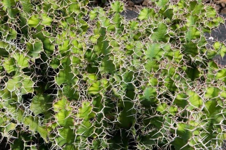 euphorbia grandicornis (cow horn cactus): care and propagation guide