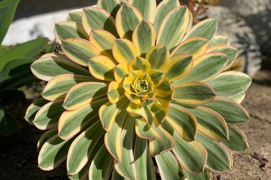 Aeonium 'Sunburst' Copper Pinwheel Succulent - Live Plant In 2-Inch Pot