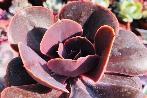 200+ Amazing Echeveria Types Of Succulents [With Pictures] | Succulent ...