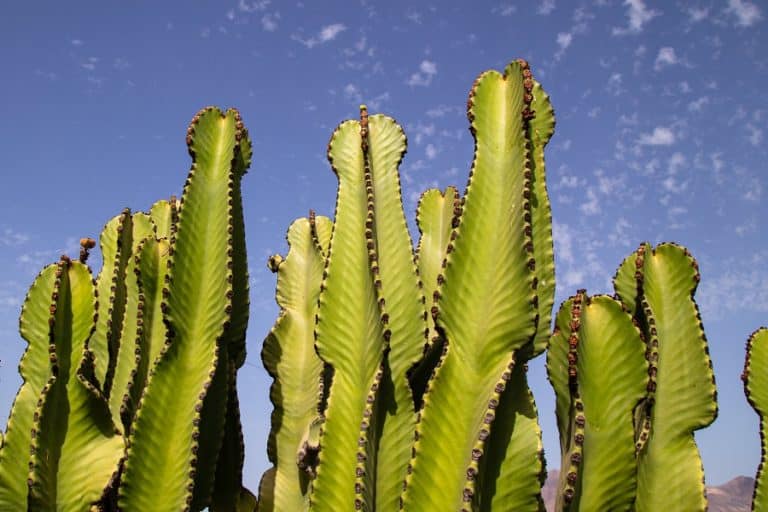euphorbia ingens (cowboy cactus plant): care and propagation guide