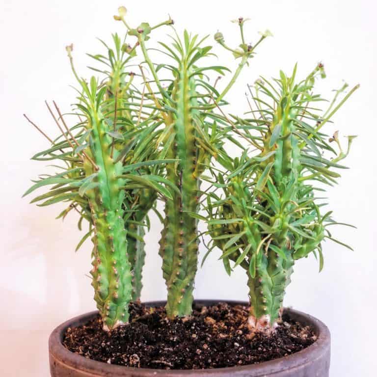 Euphorbia loricata: A Succulent with Armor Like You've Never Seen ...