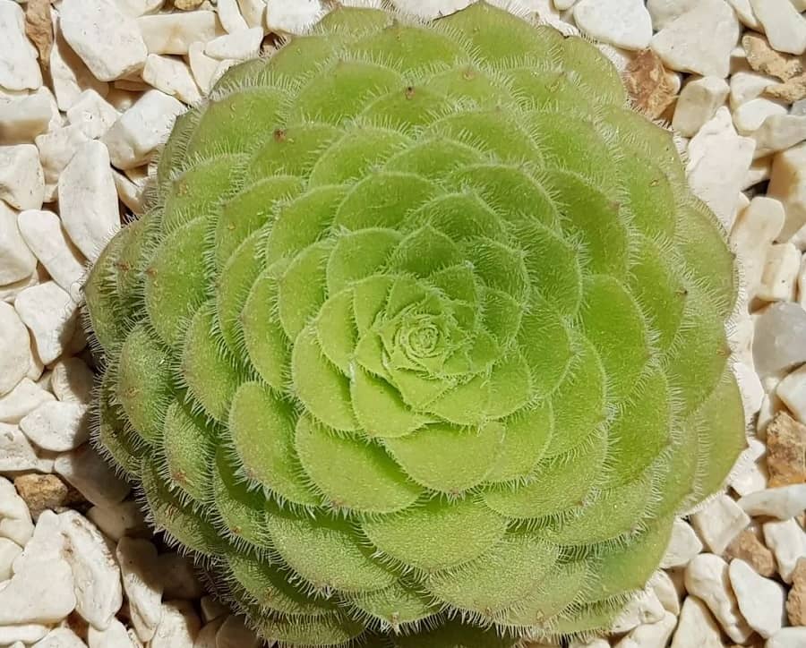 aeonium tabuliforme