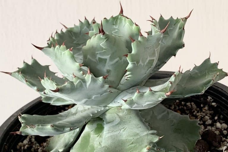 Agave isthmensis: Care and Propagation Guide