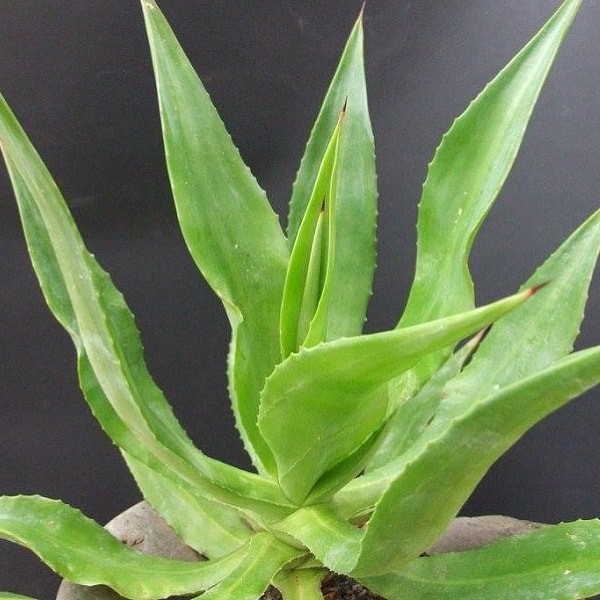 agave pendula plant