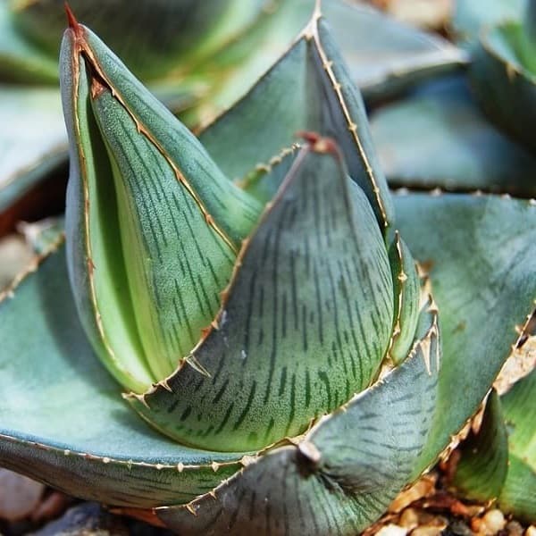 agave pumila succulent