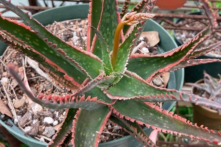 Aloe Coral Fire Characteristics And Care Succulent Alley 0783