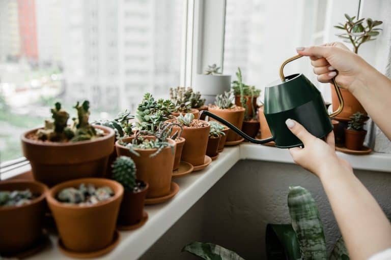 smart succulent care while on vacation