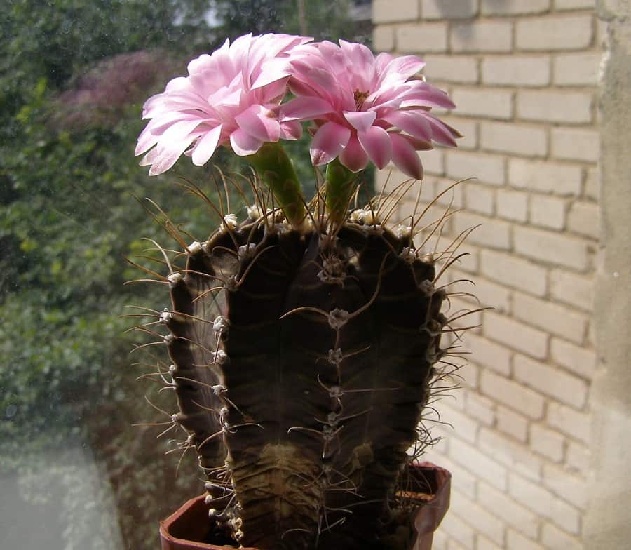 gymnocalycium friedrichii