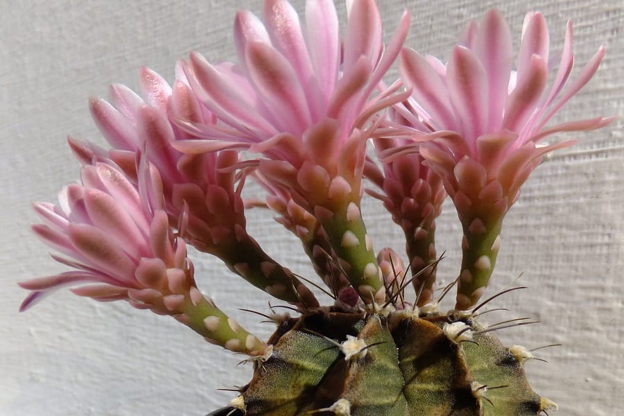 gymnocalycium friedrichii