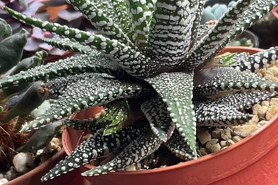 haworthia concolor