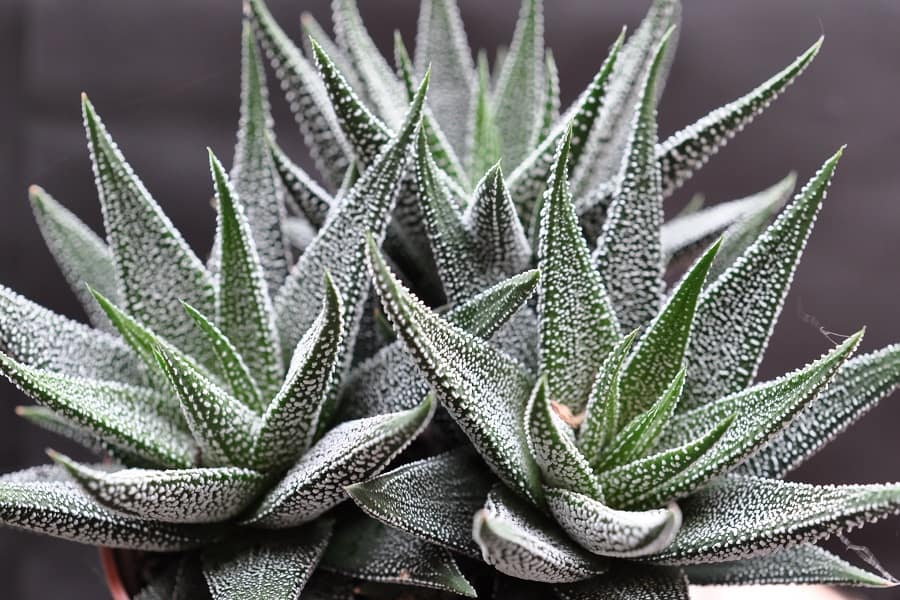 haworthia concolor