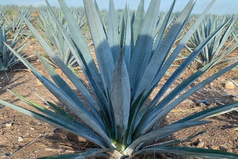 weber blue agave: care and propagation guide