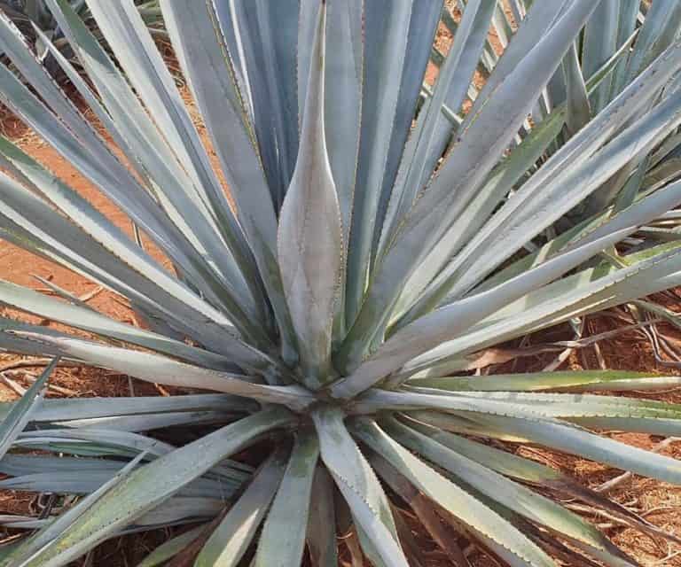 Weber Blue Agave: Characteristics and Care | Succulent Alley