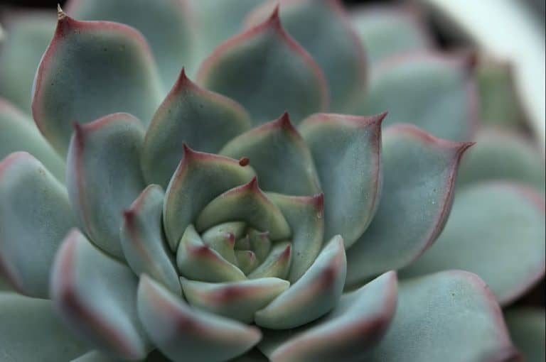 The History of Succulent Plants | Succulent Alley