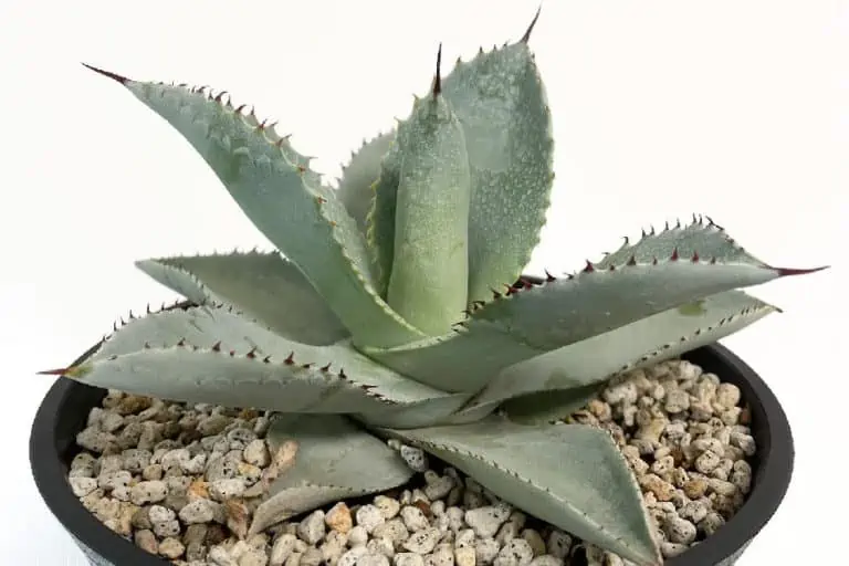 agave dragon toes: care and propagation guide