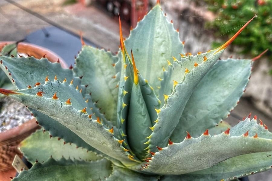 agave pygmaea dragon toes