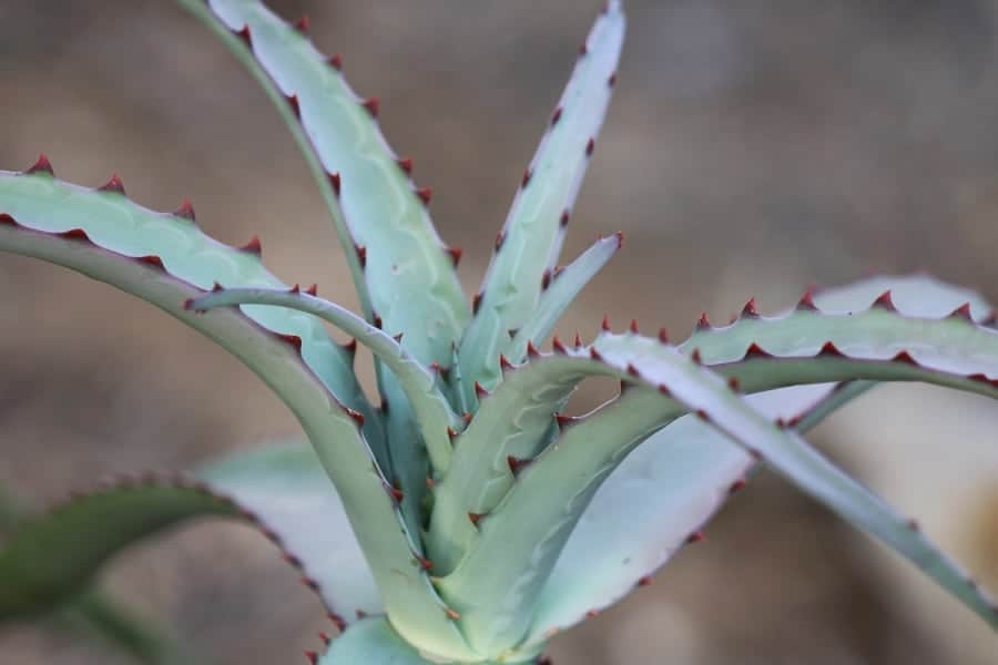 one of the many cultivars of Aloe divaricata x Aloe vaotsanda Aloe Hybrid 