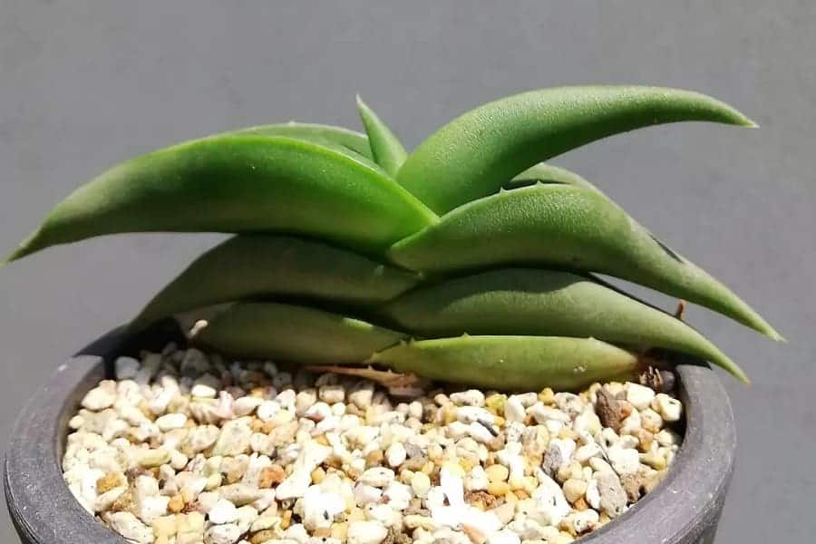 Aloe fleurentiniorum