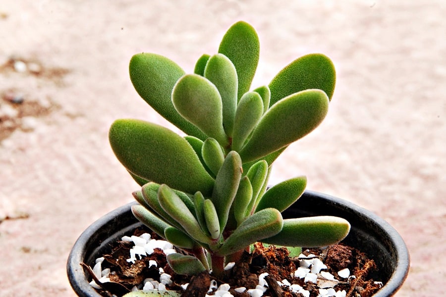 crassula cephalophora